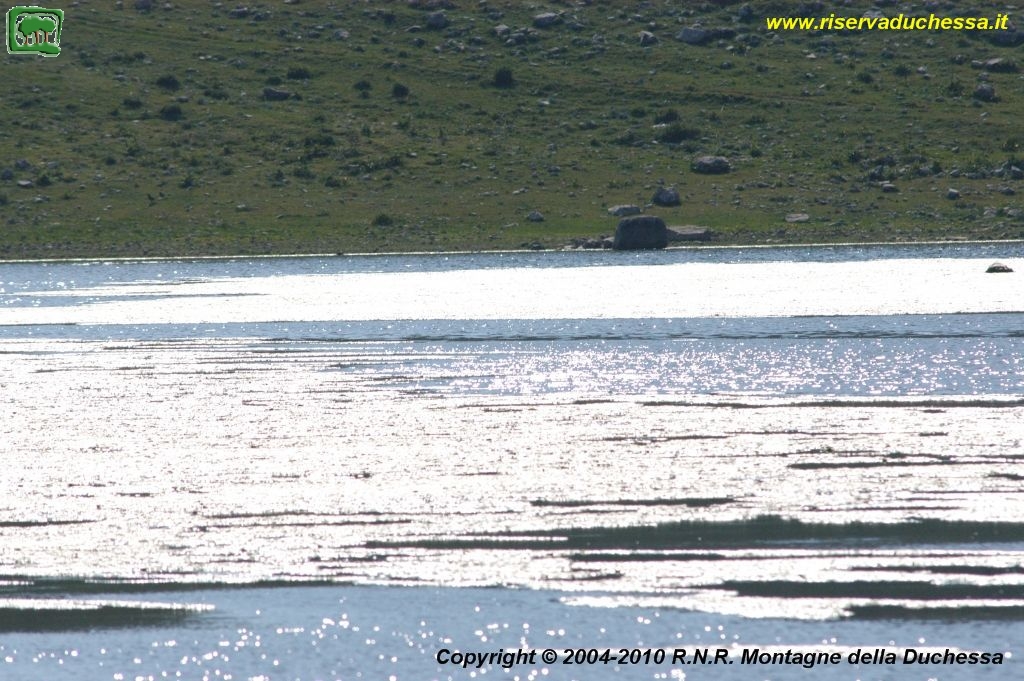 19. Periodo Estivo, Il Lago diviene un'importante riserva d'acqua per gli animali in alpeggio