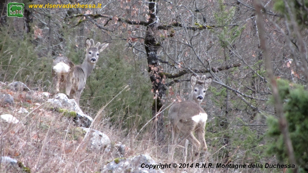 Foto capriolo (Capreolus capreolus) numero 11