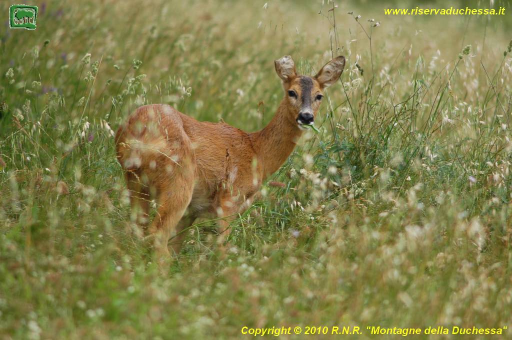 Foto capriolo (Capreolus capreolus) numero 6