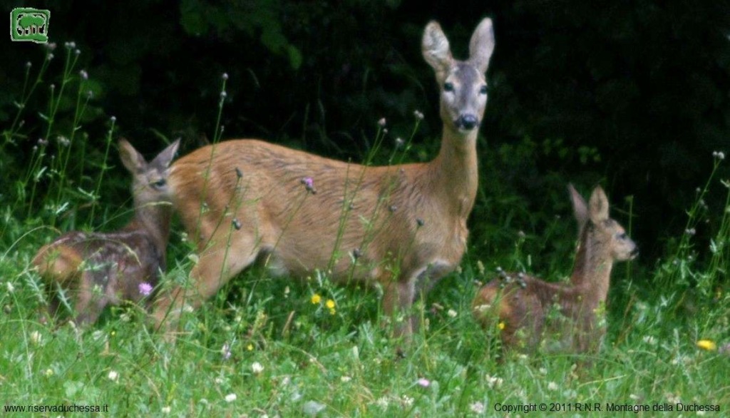 Foto capriolo (Capreolus capreolus) numero 11