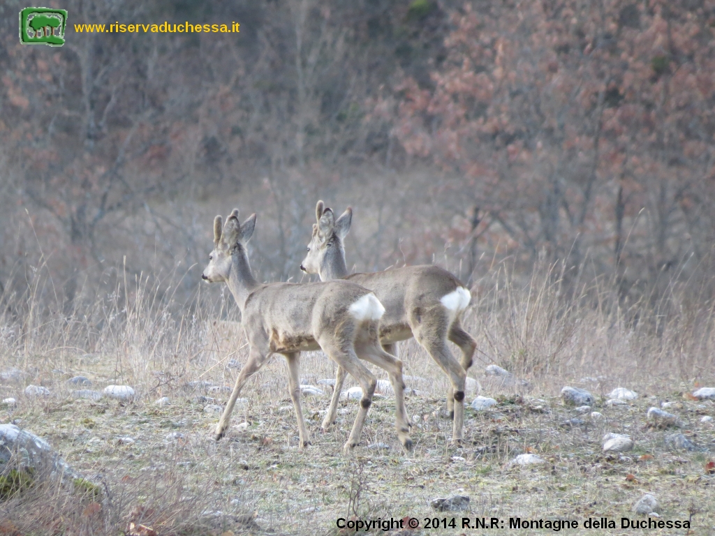 Foto capriolo (Capreolus capreolus) numero 11