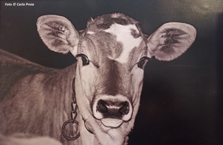 'Vitello', foto di Carlo Proia. Un vitello scruta l'umano dallo strano oggetto