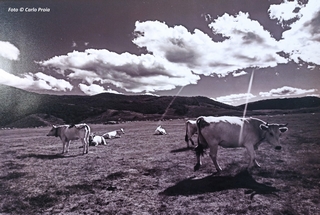 Alcune vacche al Pascolo, dalle nubi filtrano alcuni con raggi di sole