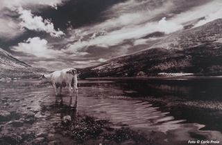 In uno scatto di Carlo Proia, una 'Vacca' presso il Lago della Duchessa 