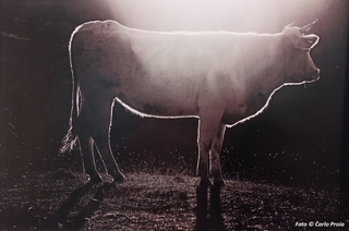 'Vacche e sale', foto di Carlo Proia. Due mucche leccano il sale posto su una pietra da un allevatore. Dalla Mostra fotografica in B/N del fotografo Carlo Proia (Agosto 2022, Foresteria del Museo)