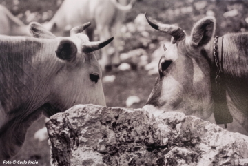 'Vacche e sale', foto di Carlo Proia. Due mucche leccano il sale posto su una pietra da un allevatore. Dalla Mostra fotografica in B/N del fotografo Carlo Proia (Agosto 2022, Foresteria del Museo)