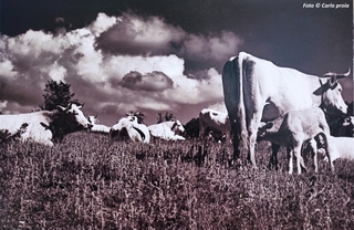 'Vacche e allattamento', foto di Carlo Proia. Un vitello prende il latte dalla mamma durante il pascolo
		  mentre il branco si riposa, infatti, in foto, solo la madre del vitello e un'altra mucca sono in piedi