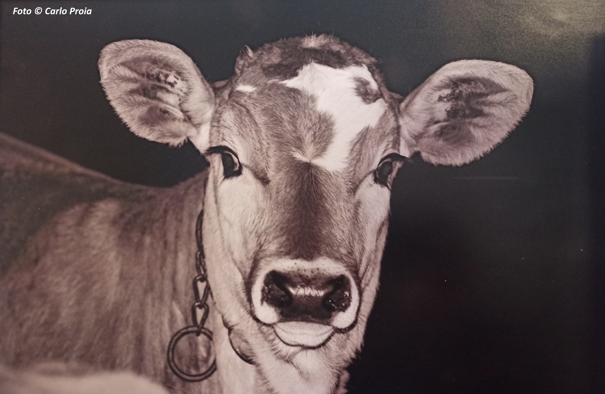 'Vacche e vitelli', foto di Carlo Proia. Un vitello scruta l'umano dallo strano oggetto (il fotografo)