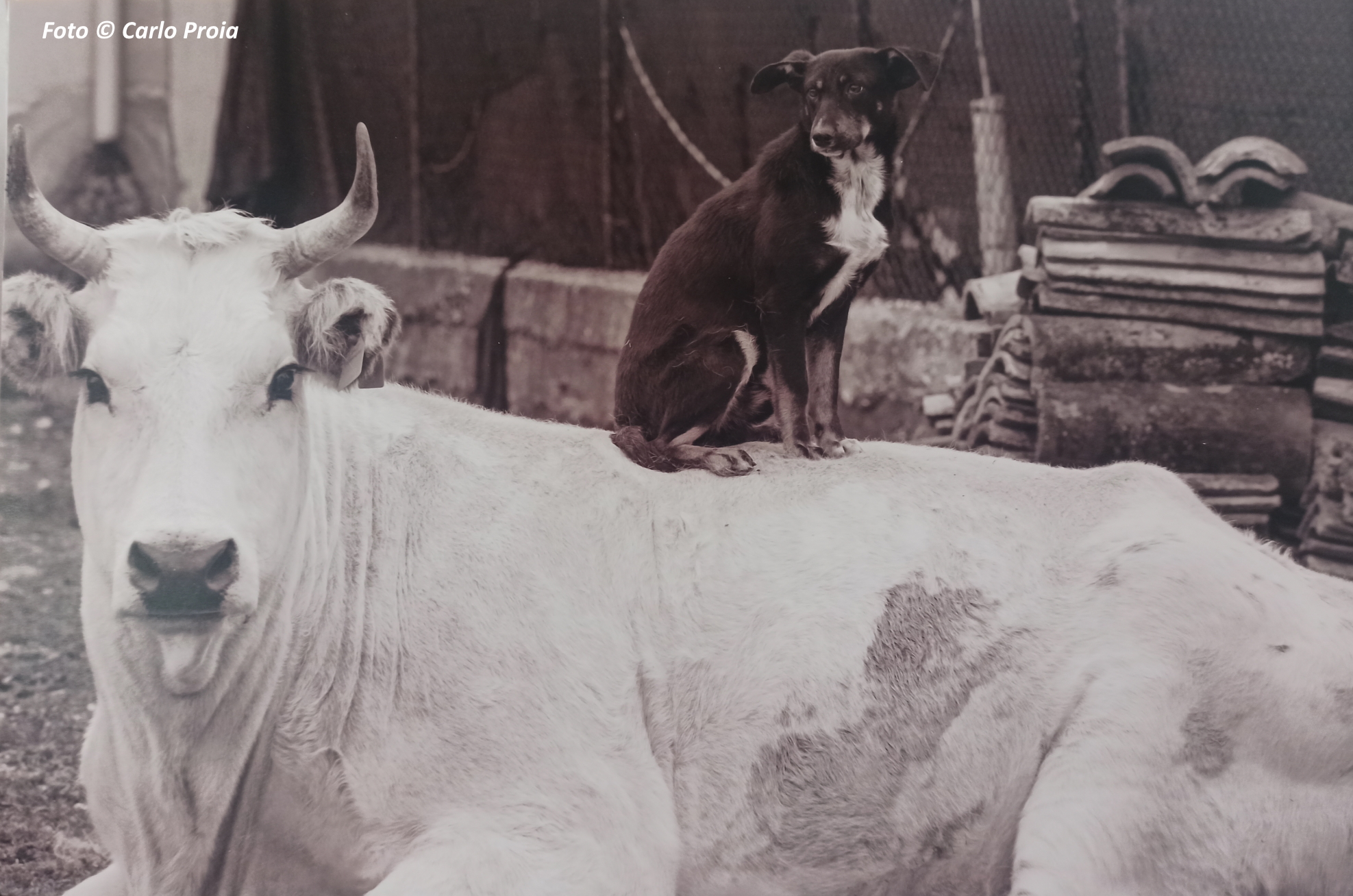 Vacca col cane di Carlo Proia: un cane siede sul dorso di una mucca sdraiata a terra