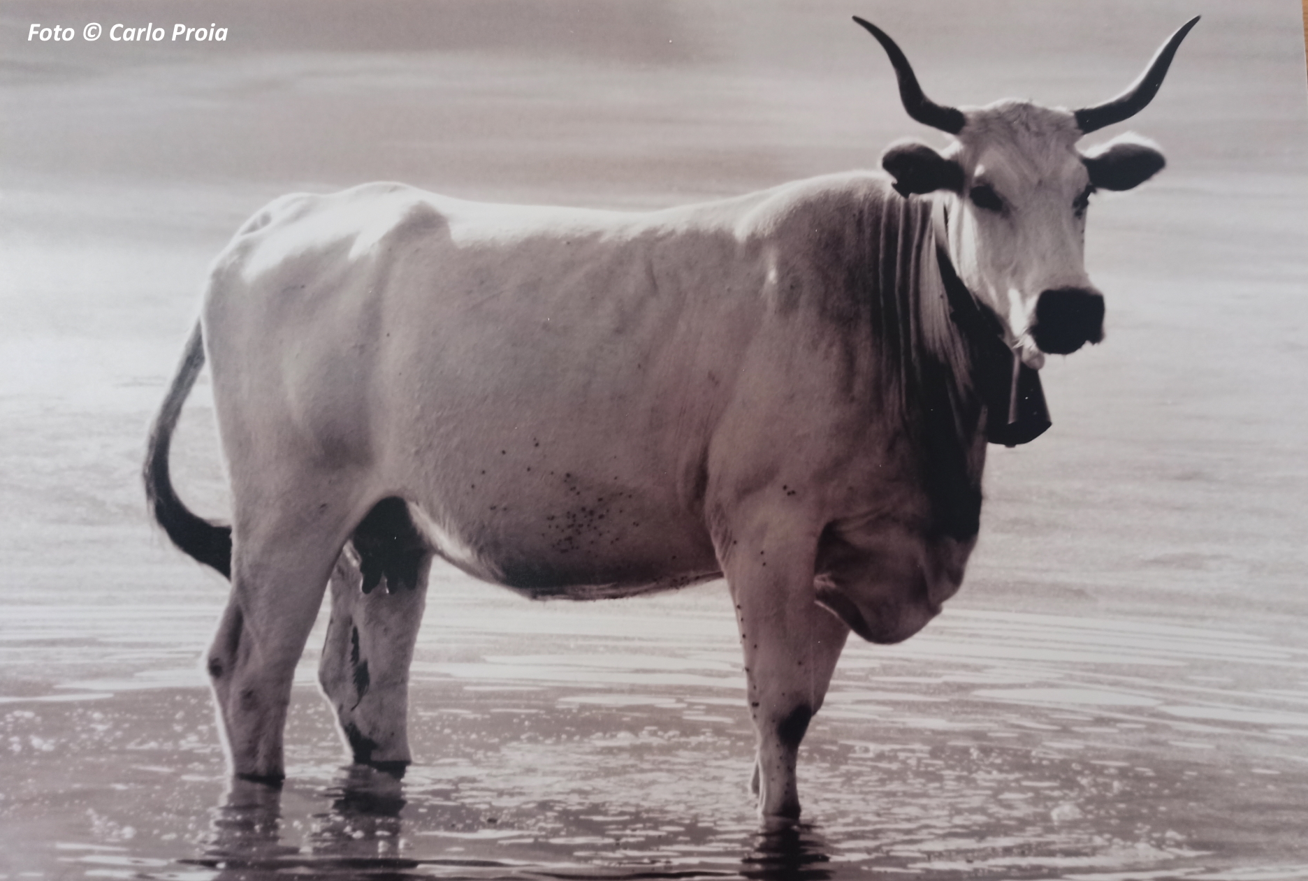 Foto di Carlo Proia, una 'Vacca' guarda  del Lago della Duchessa 