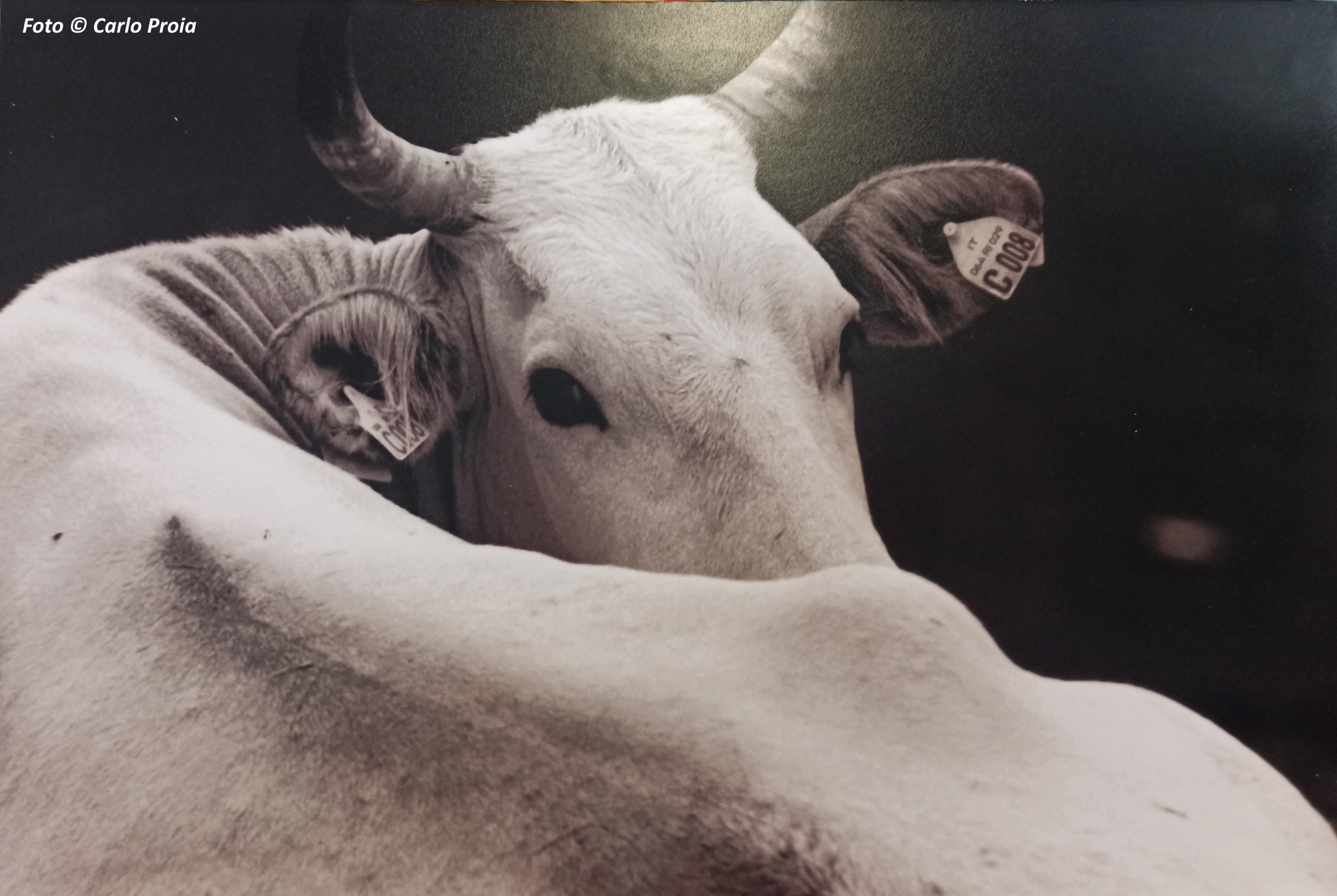 Foto di Carlo Proia, 'Vacca' a riposo, sdraiata a terra guarda ciò che succede alle sue spalle. La bocca è nascosta dal dorso dell'animale, probabilmente la vacca sta ruminando.