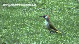 Link video Picchio verde (Picus viridis L.)  su youtube