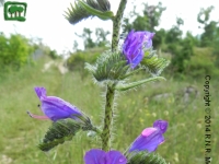 Viperina azzurra <br />(Echium vulgare) 