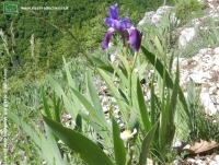 Iris (Iris cfr marsica) 