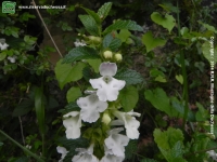 Erba limona <br />(Melittis melissophyllum) 