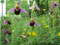 Vesparia (Ophrys apifera) 