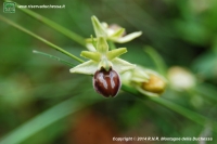 Ophrys incubacea <br />(Ophrys incubacea) 
