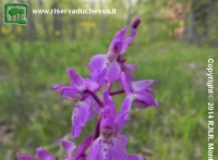 Orchide maschia (Orchis mascula) 