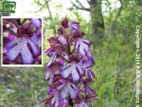 Orchide maggiore <br />(Orchis purpurea) 