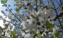 Ciliegio (Prunus avium) 