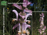 Erba moscatella (Salvia sclarea)