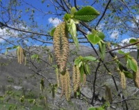 Carpino nero <br />(Ostrya carpinifolia) 