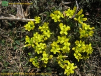 Draba gialla (Draba aizoides) 
