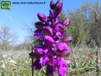 Orchide minore (Orchis Morio) 