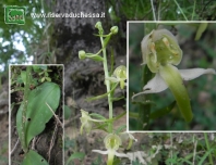 Platantera verdastra <br />(Platanthera chlorantha)  