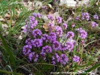 Timo (Thymus sp) 
