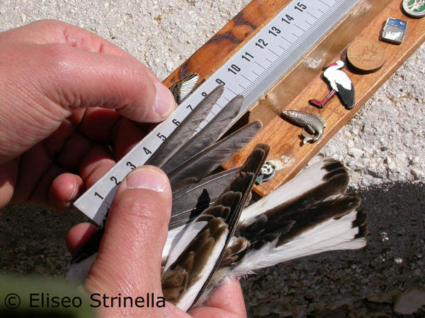 Fringuello alpino (Montifringilla nivalis)