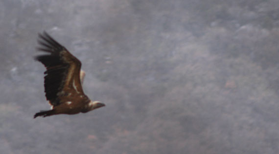 Un Grifone in volo fotografato di profilio (FOTO 6)