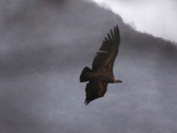  Grifone in volo con in primo piano la coda (FOTO 9)
