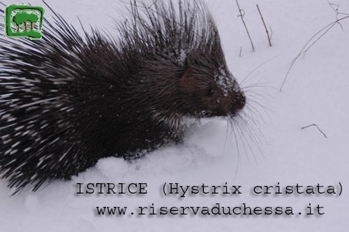 Istrice fotografata sulla neve 
