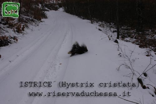 Istrice fotografata mentre attraversa una strada di campagna 
