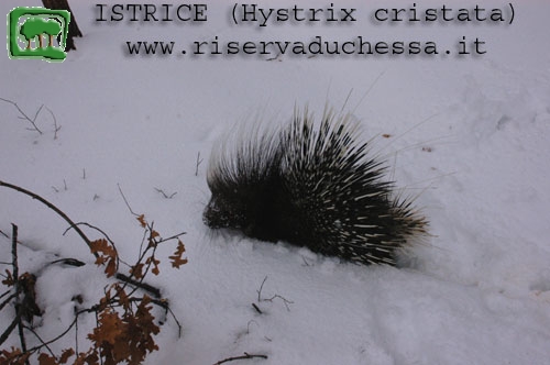 Istrice in movimento 