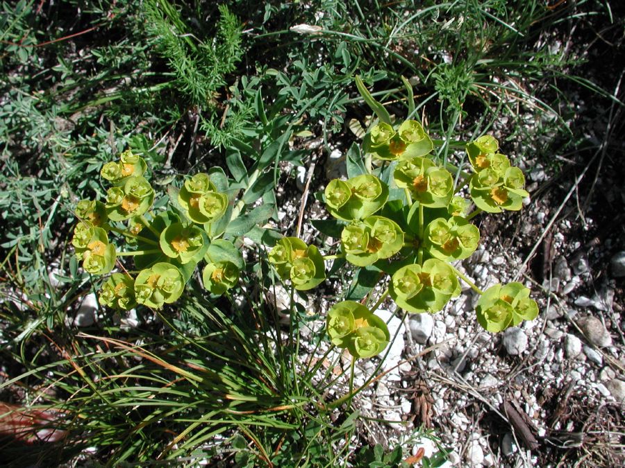 Euphorbia nicaeensis All. subsp. nicaeensis [16 Luglio]