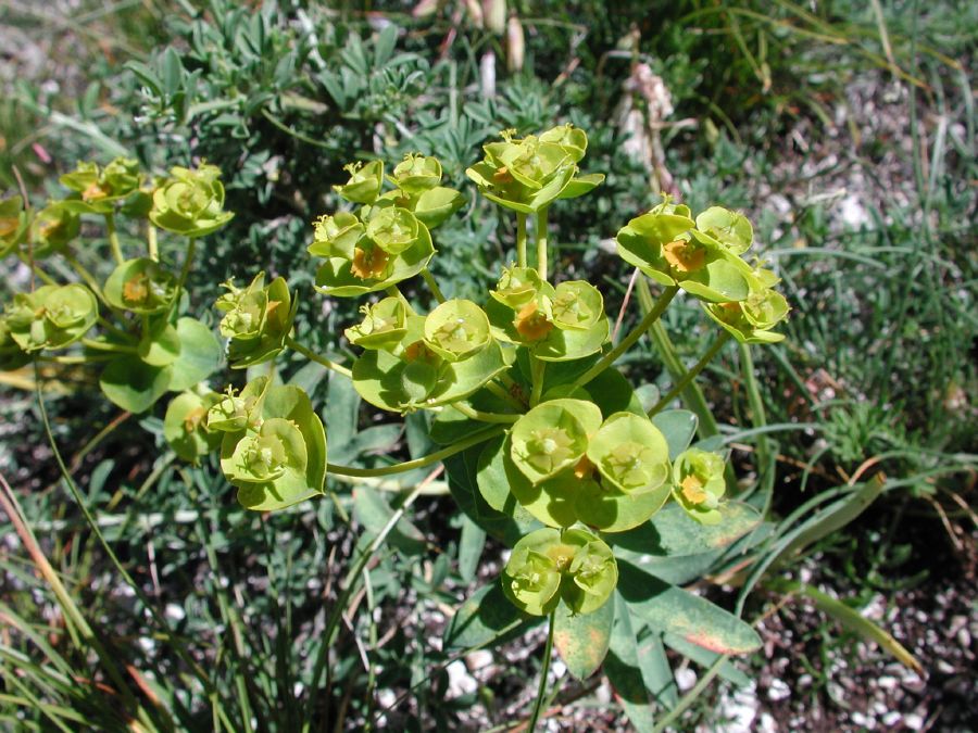 Euphorbia nicaeensis All. subsp. nicaeensis [16 Luglio]