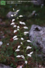 Foto Cephalanthera longifolia.html