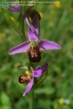 Foto Ophrys apifera.html