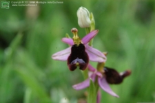 Foto Ophrys bertoloni.html