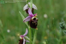Foto Ophrys dinarica