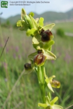 Foto Ophrys sphegodes.html