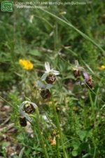 Foto Ophrys tetraloniae.html