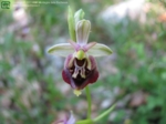 Foto Ophrys tetralonie.html