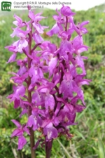 Foto Orchis mascula.html
