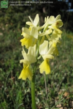 Foto Orchis pauciflora.html