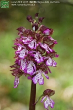Foto Orchis purpurea.html