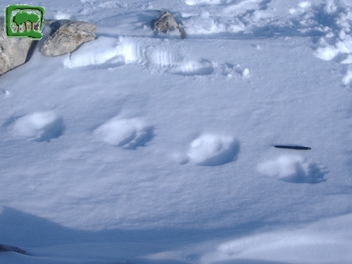 Foto:  tracce su neve di orso bruno marsicano (Foto:  n. 2)