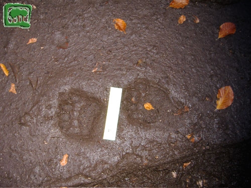 Foto:  tracce su fango di orso bruno marsicano (Foto:  n. 13)